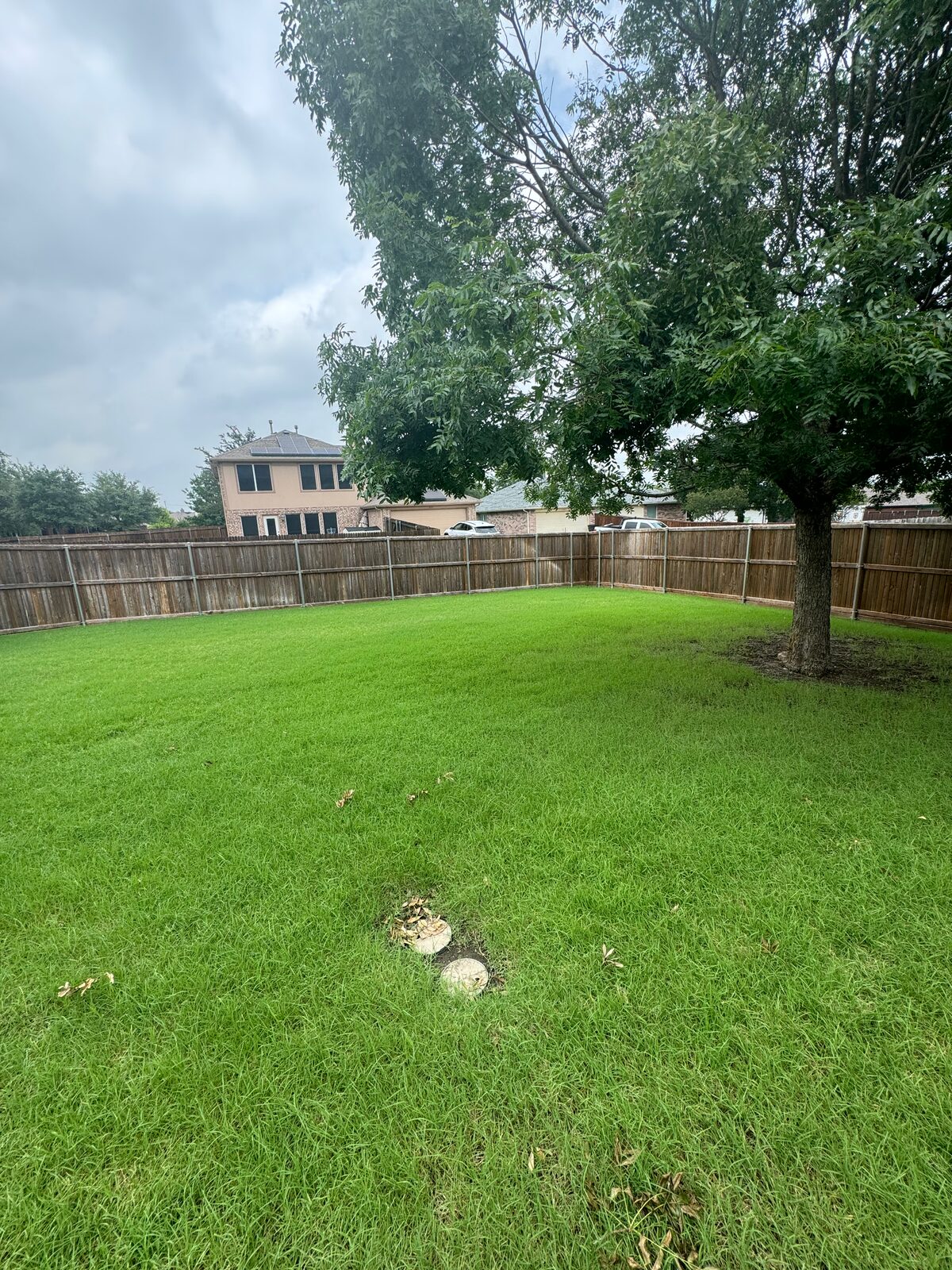 Shaded backyard lawn with healthy turf under a mature tree
