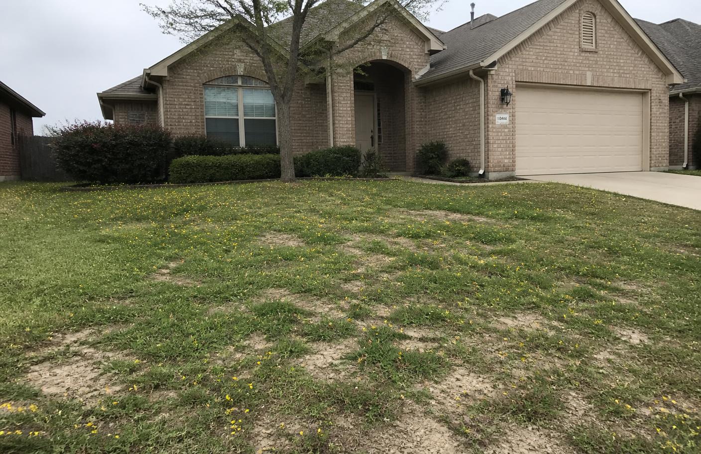 Patchy, damaged lawn turf showing possible grub feeding damage